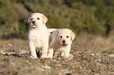 LABRADOR 696